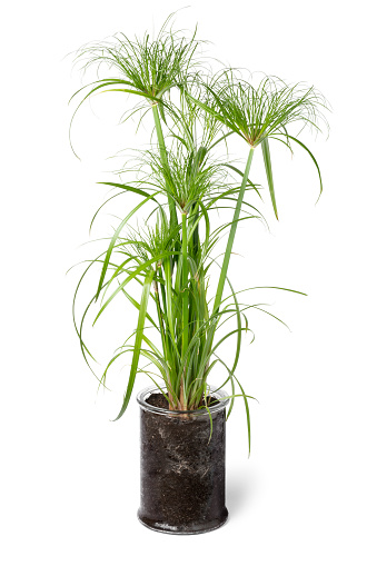 Cyperus papyrus perkamentus in a glass plant pot isolated on white background