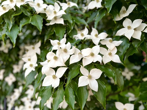 Spring Dogwood Tree -Howard County Indiana