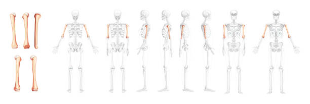 ilustrações de stock, clip art, desenhos animados e ícones de set of skeleton femur thigh bone human front back side view with partly transparent bones position. realistic flat natural color concept vector illustration of anatomy isolated on white background - human bone the human body healthcare and medicine human skeleton