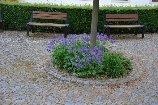 blue recumbent perennials grow at the edges of the pavement from marble granite cubes, or on a retaining wall of light-colored cast concrete.