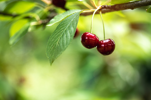 Ripe red cherries and leaves on cherry tree.\nClose up of ripe red cherries and leaves on cherry tree. Horizontal composition, outdoors shot