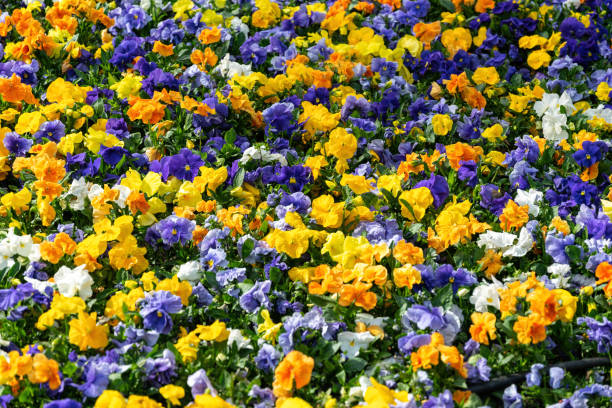 istock Violets blooming in the spring garden 1400409112