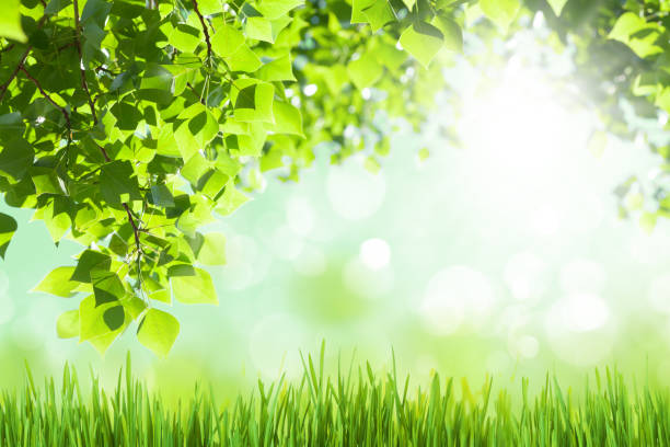 istock Tree branch with leaves in front of sunny bokeh 1400409221