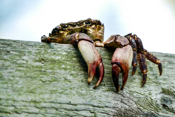 istock crab on rock, digital photo picture as a background 1400410021