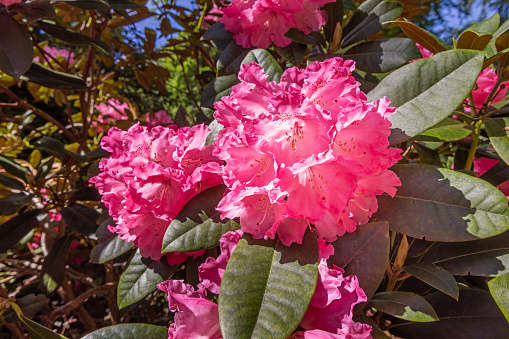 Red rhododendron flower in a Danish park. The rhododendron originates from the Himalayas but today it is a popular bush in parks all over the world and can be found in different colors and shapes