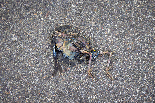 Killed bird on a asphalt road, this is a common sight in Denmark in the springtime when the young birds are trying to learn to fly