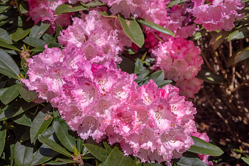 Pink rhododendron flower in a Danish park. The rhododendron originates from the Himalayas but today it is a popular bush in parks all over the world and can be found in different colors and shapes