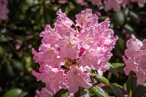 Pink Rhododendron Kalinka blooming in a garden, close up.