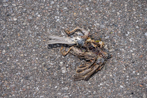 istock Remains of a dead sparrow on a road 1400411021