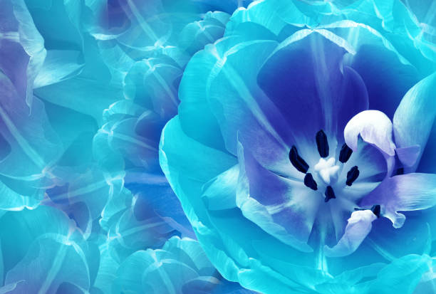 Tulip flower  blue. Floral spring background.  Close-up. Nature.