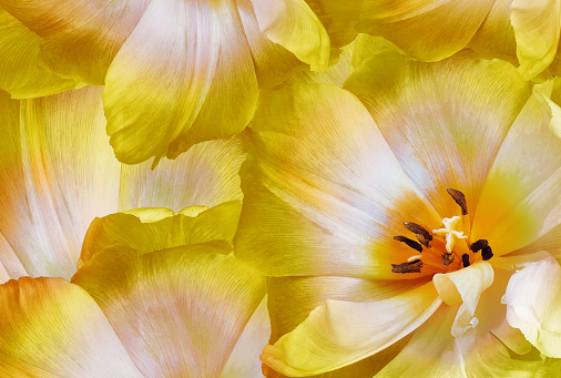 Tulip flower yellow.     Floral spring background.   Close-up.   Nature.