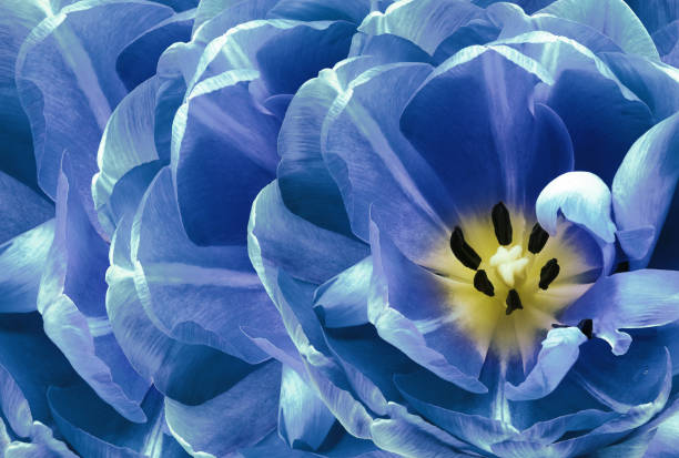 istock Tulip flower  blue  Floral spring background.  Close-up. Nature. 1400411072