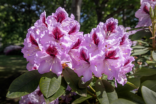 Rhododendron flower with a blue hue in a Danish park. The rhododendron originates from the Himalayas but today it is a popular bush in parks all over the world and can be found in different colors and shapes