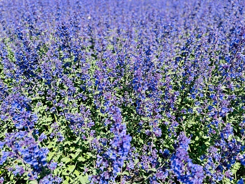 Flowering sage, tied with string, against white.