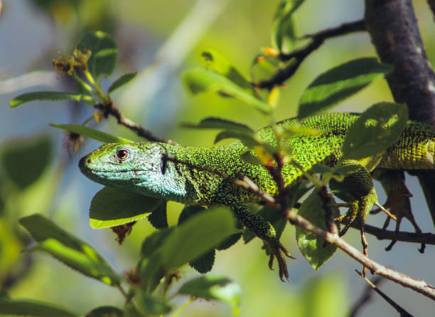 istock European green lizard (Lacerta viridis) 1400411462