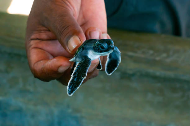 istock A small baby turtle is held in the hands of a man 1400411525