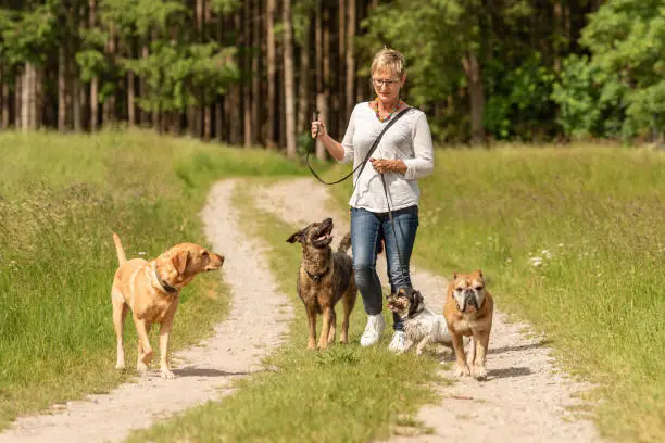 Dog sitter walks  with many dogs on a leash. Dog walker with different dog breeds in the beautiful nature