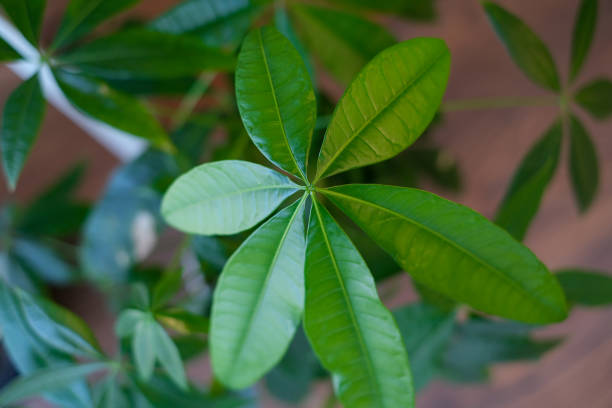 Pachira leaves top view