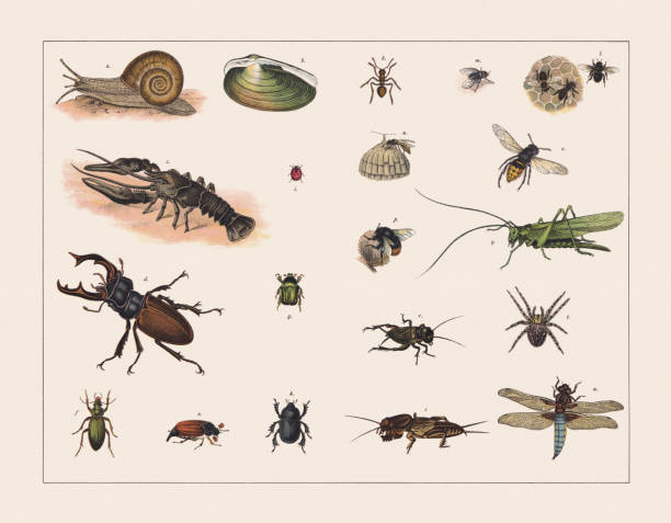 bildbanksillustrationer, clip art samt tecknat material och ikoner med various mollusca and insects, chromolithograph, published in 1891 - melolontha melolontha