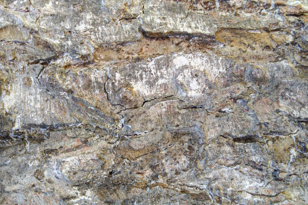 istock Abstract rough natural texture. Tree bark. The perfect background for your presentation 1400413777