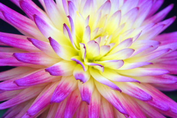 istock Purple Dahlia 1400413910