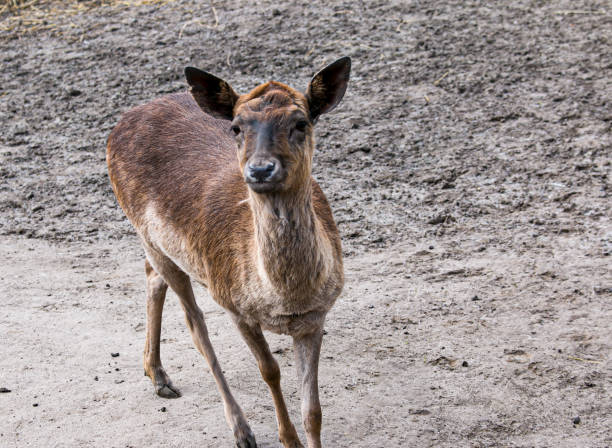 istock Young roe deer in the zoo outdoors. 1400414672