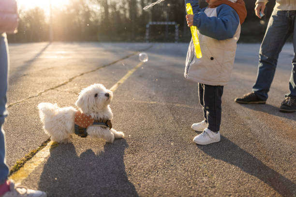 istock Unrecognizable toddler boy making soap bubbles while playing with grandfather and dog 1400415354
