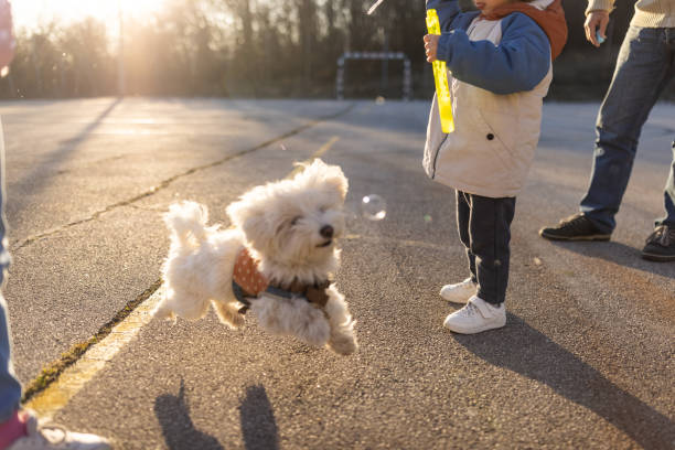 istock Unrecognizable toddler boy making soap bubbles while playing with grandfather and dog 1400415499