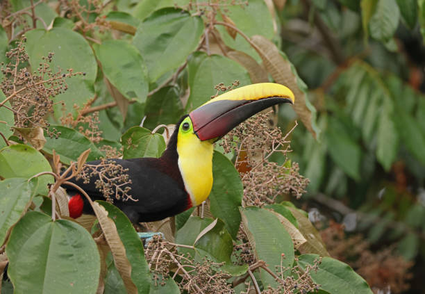 istock Yellow-throated Toucan 1400416010