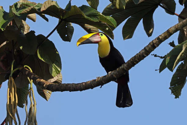 istock Yellow-throated Toucan 1400416079