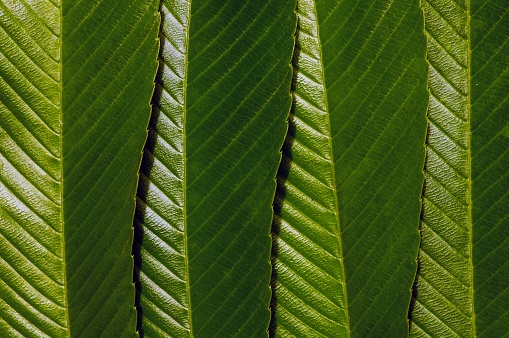 Dillenia indica leaves, commonly known as elephant apple, is a species of Dillenia native to China and tropical Asia