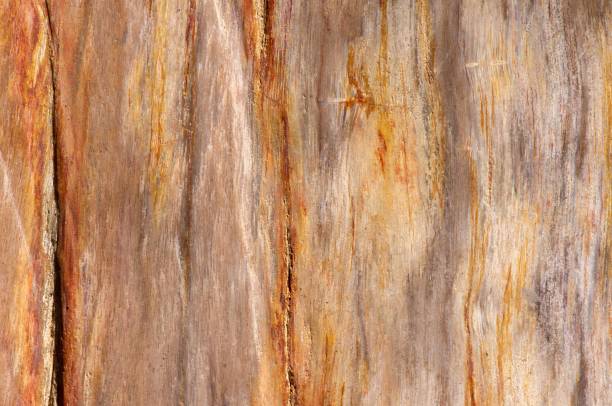 vecchio legno di teak pietrificato, struttura fossile - legno fossile foto e immagini stock