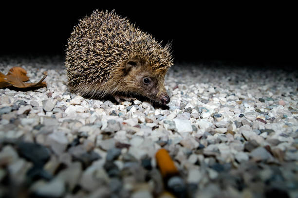A hedgehog walks through a garden in Switzerland during the fall.
