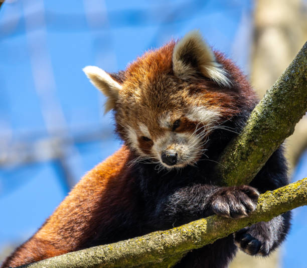 istock The red panda, Ailurus fulgens, also called the lesser panda. 1400416591
