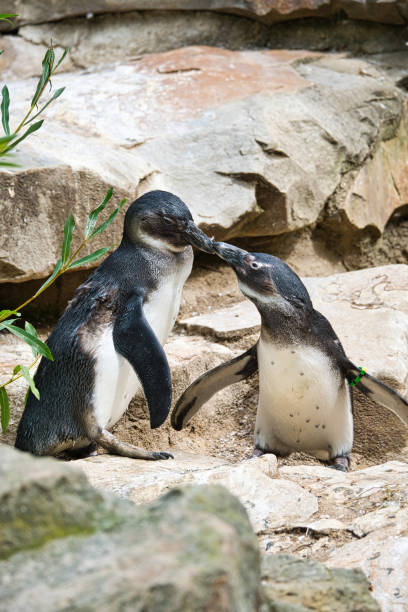 küssender pinguin. schwarz-weiß-vögel als paar an land. tierfoto nahaufnahme. - nobody beak animal head penguin stock-fotos und bilder