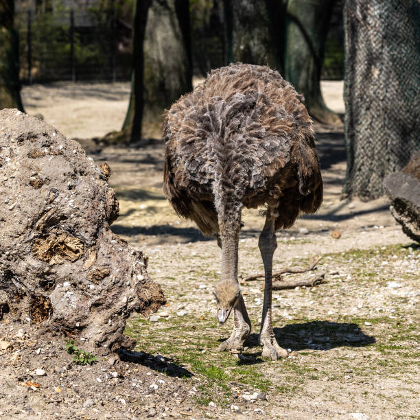 istock The common ostrich, Struthio camelus, or simply ostrich 1400417750