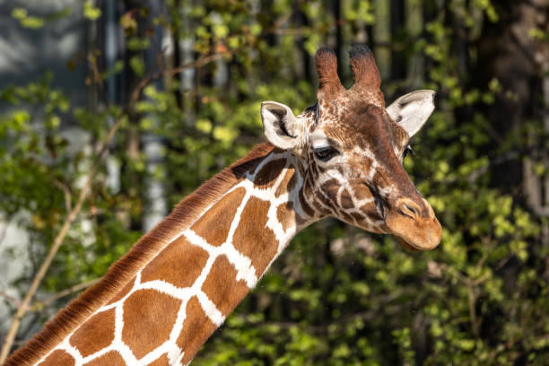istock The giraffe, Giraffa camelopardalis is an African mammal 1400417837