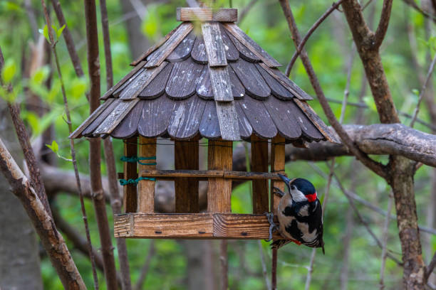 the great spotted woodpecker, dendrocopos major is sitting on the branch of tree - woodpecker major wildlife nature imagens e fotografias de stock