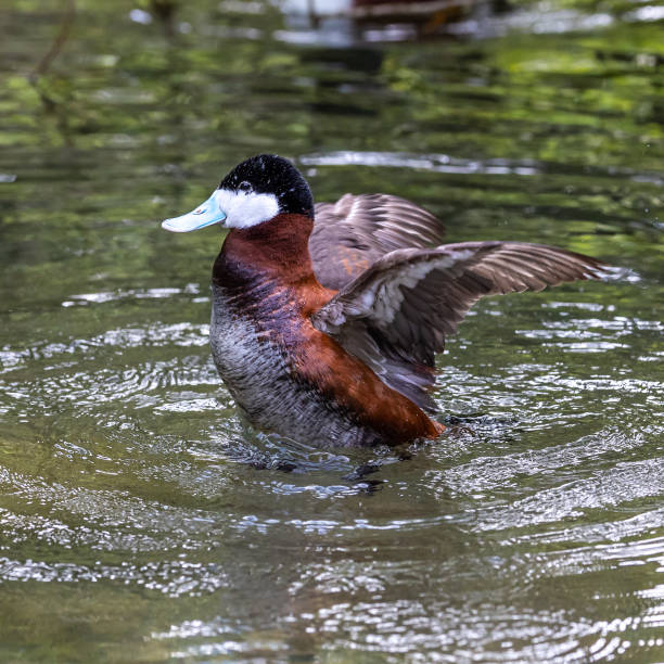 istock Ruddy Duck, Oxyura jamaicensis, swimming on water surface 1400417994