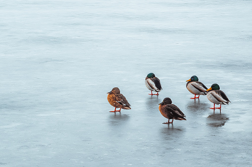 Group of five wild ducks on ice