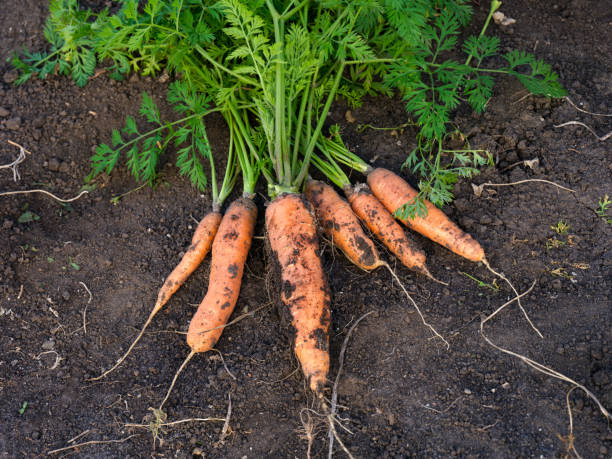 istock Freshly harvested organic carrots lying on soil. 1400419376