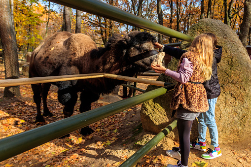 Kharkiv, Ukraine - October 22, 2021: Two young girls feeding a camel in Feldman Ecopark in Kharkiv, Ukraine
