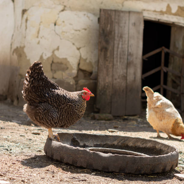 o frango plymouth rock está em cima de um bebedor de aves feito de um pneu velho cortado ao meio. - plymouth rock - fotografias e filmes do acervo