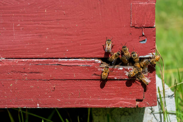 Honey bees on a red hive frame in an apiary. stock photo