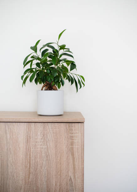 un piccolo albero di ficus bonsai (ficus ginseng) piantato in un vaso bianco. copyspace - ginseng bonsai tree fig tree banyan tree foto e immagini stock