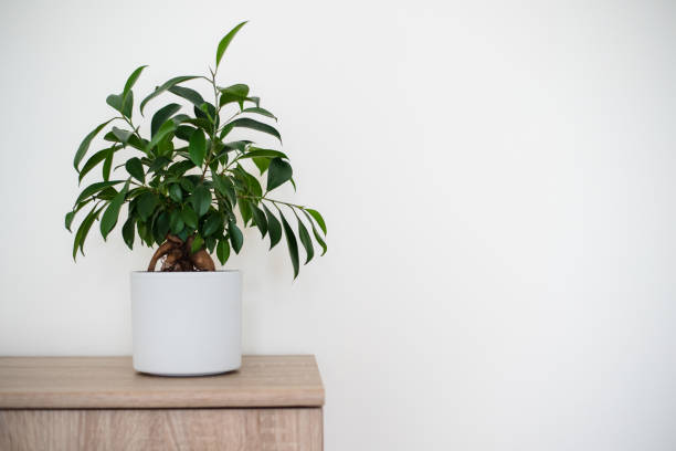 A small bonsai ficus tree (Ficus ginseng) planted in a white pot. Copyspace A small bonsai ficus tree (Ficus ginseng) planted in a white pot. Copyspace chinese banyan bonsai stock pictures, royalty-free photos & images