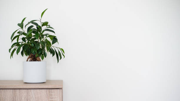istock A small bonsai ficus tree (Ficus ginseng) planted in a white pot. Copyspace. Long banner format