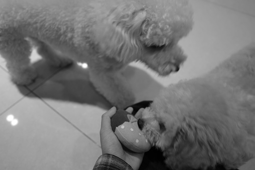 Cute Poodle Puppies Playing with  Stuffed Donut Toy