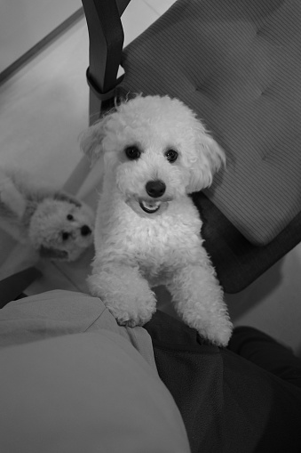 Cute White Poodle Dog Standing by the Chair