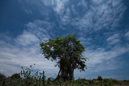 night baobab, Angola, Africa